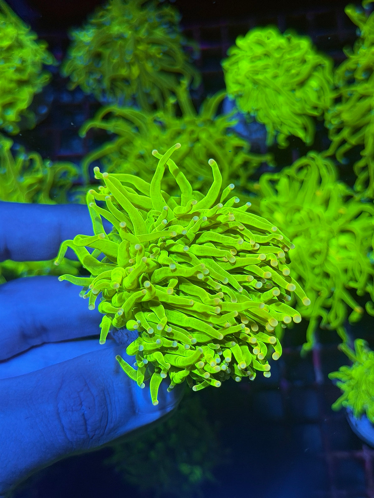 JEA Skittles Holy Grail Torch Coral 1 XL Head 9/28