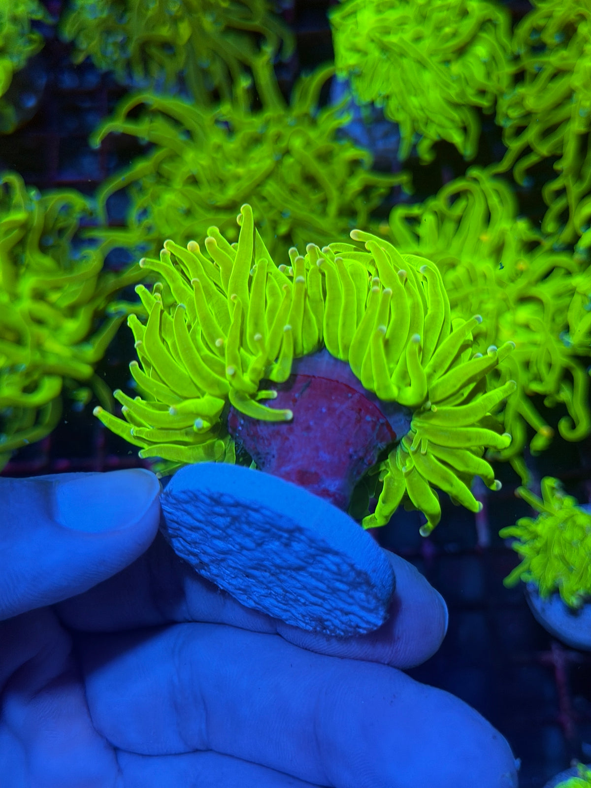JEA Skittles Holy Grail Torch Coral 1 XL Head 9/28