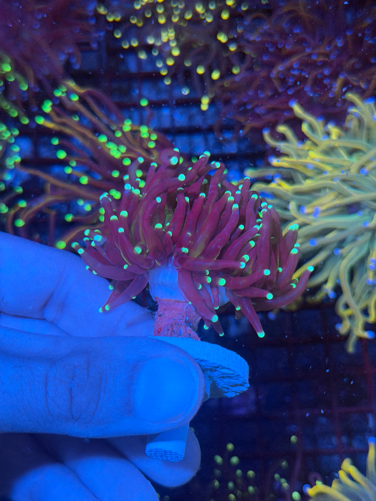JEA Medusa Torch Coral 2 Heads Splitting XL 9/28