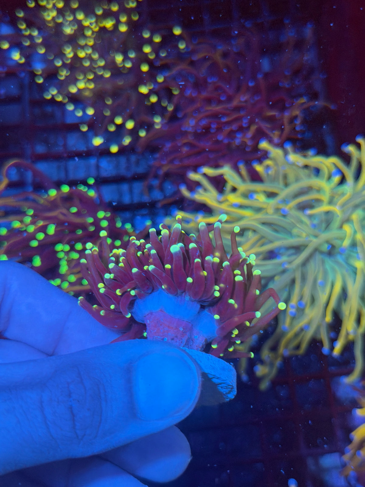 JEA Firefly Torch Coral 3 Head Cluster Splitting 9/28