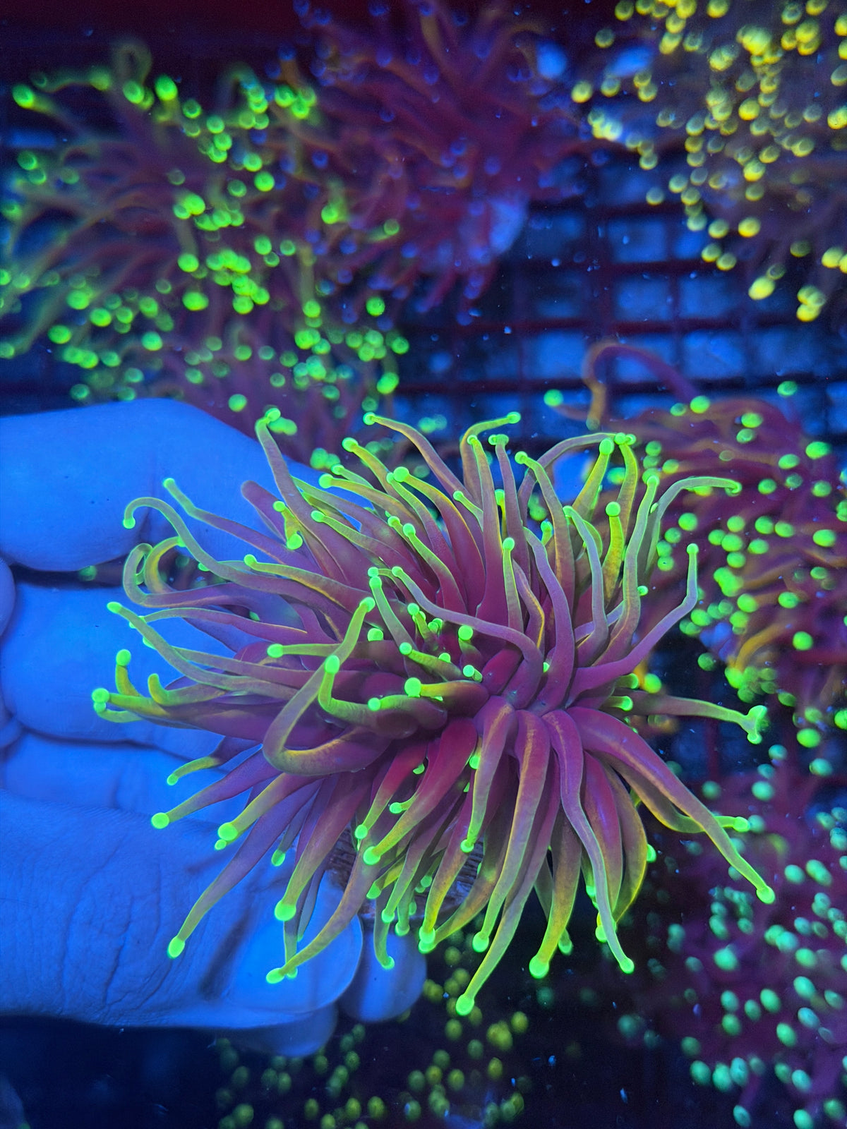 JEA Dragon Fire Torch Coral 2 Heads Splitting XL 9/27