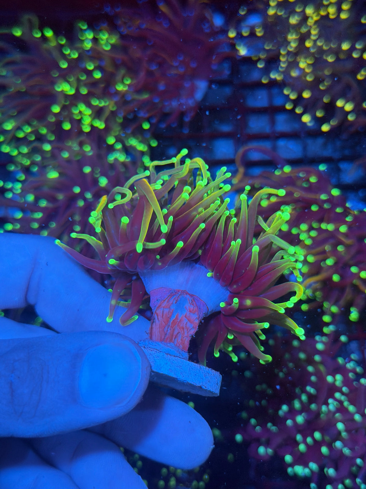 JEA Dragon Fire Torch Coral 2 Heads Splitting XL 9/27