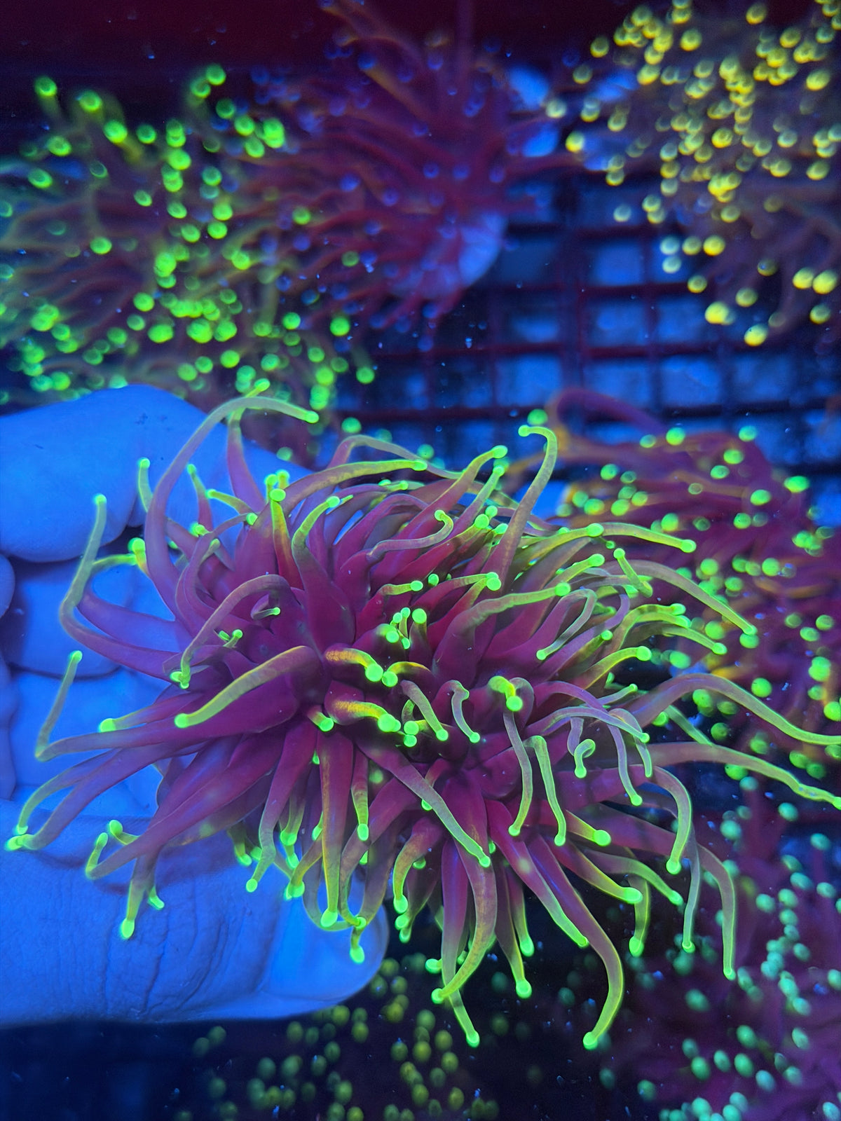 JEA Dragon Fire Torch Coral 2 Heads XXL 9/28