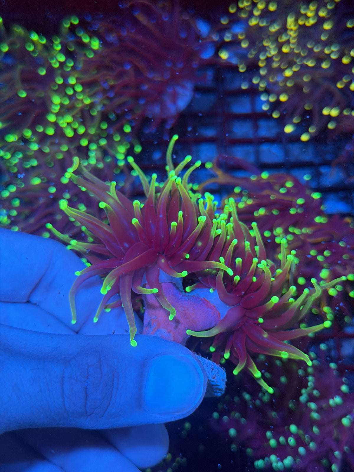 JEA Dragon Fire Torch Coral 2 Heads XXL 9/28