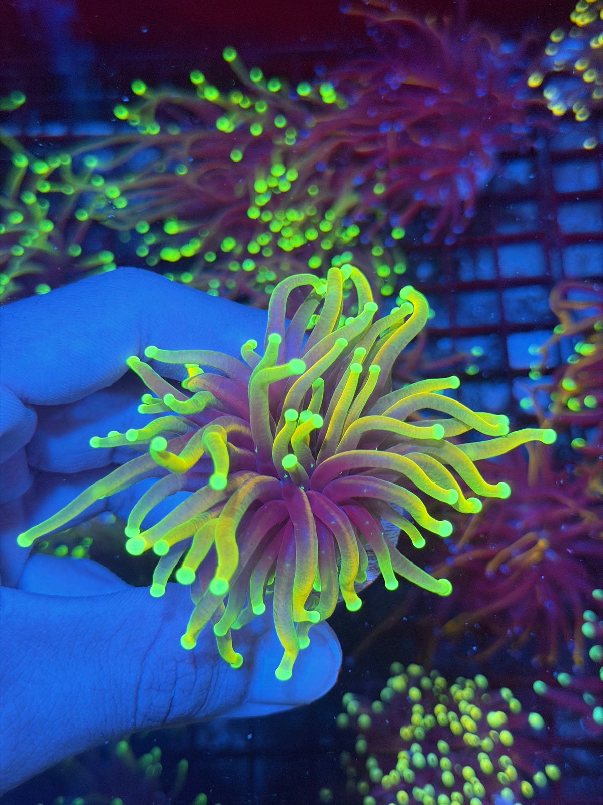 JEA Hellfire Torch Coral 1 Head XL 9/28