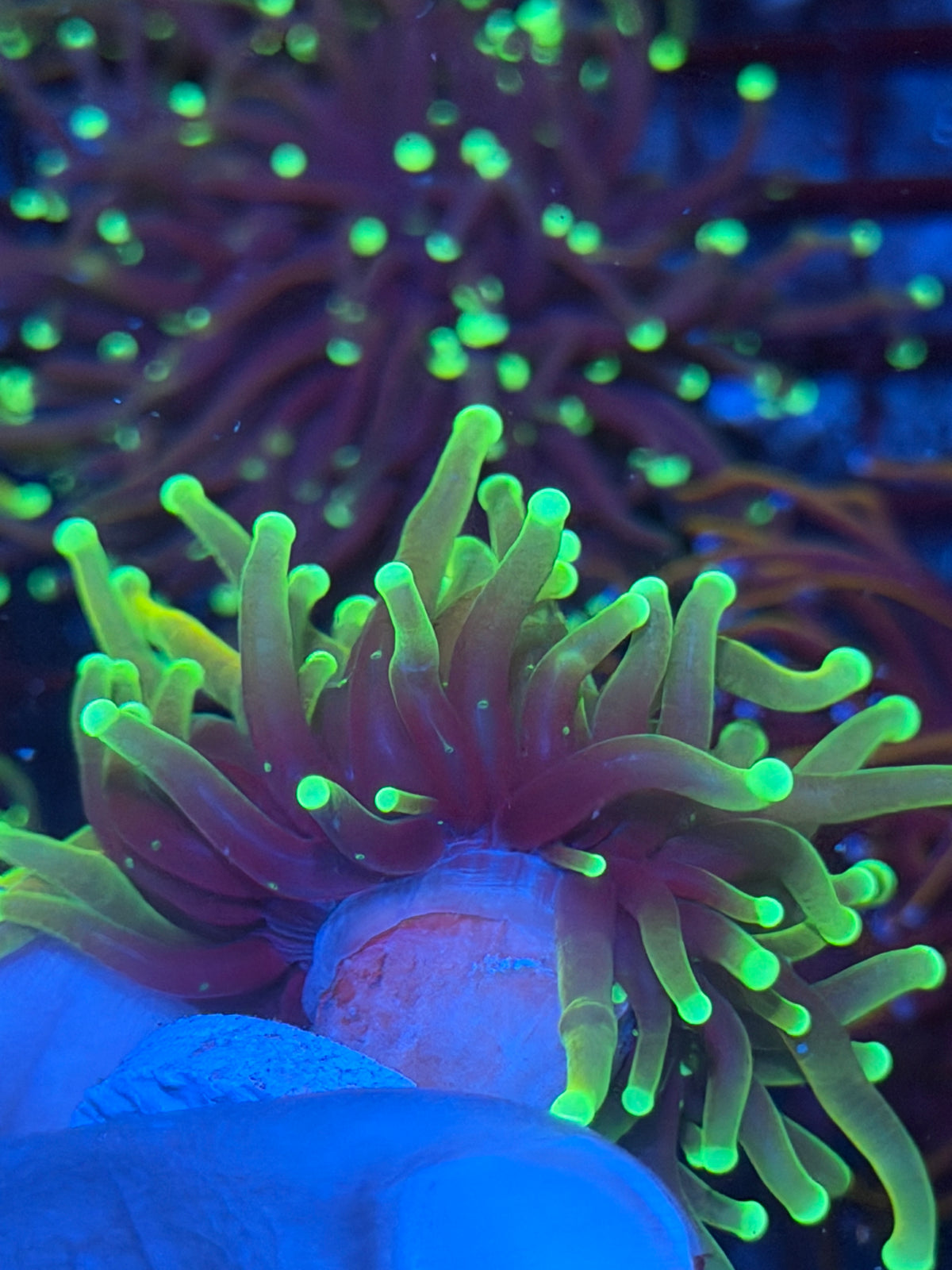 JEA Hellfire Torch Coral 1 Head XL 9/28