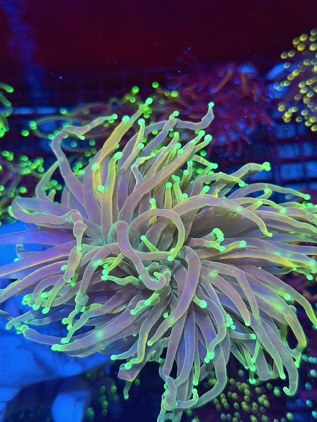 JEA 21 Tails Torch Coral 2 Heads Splitting XXL 9/28
