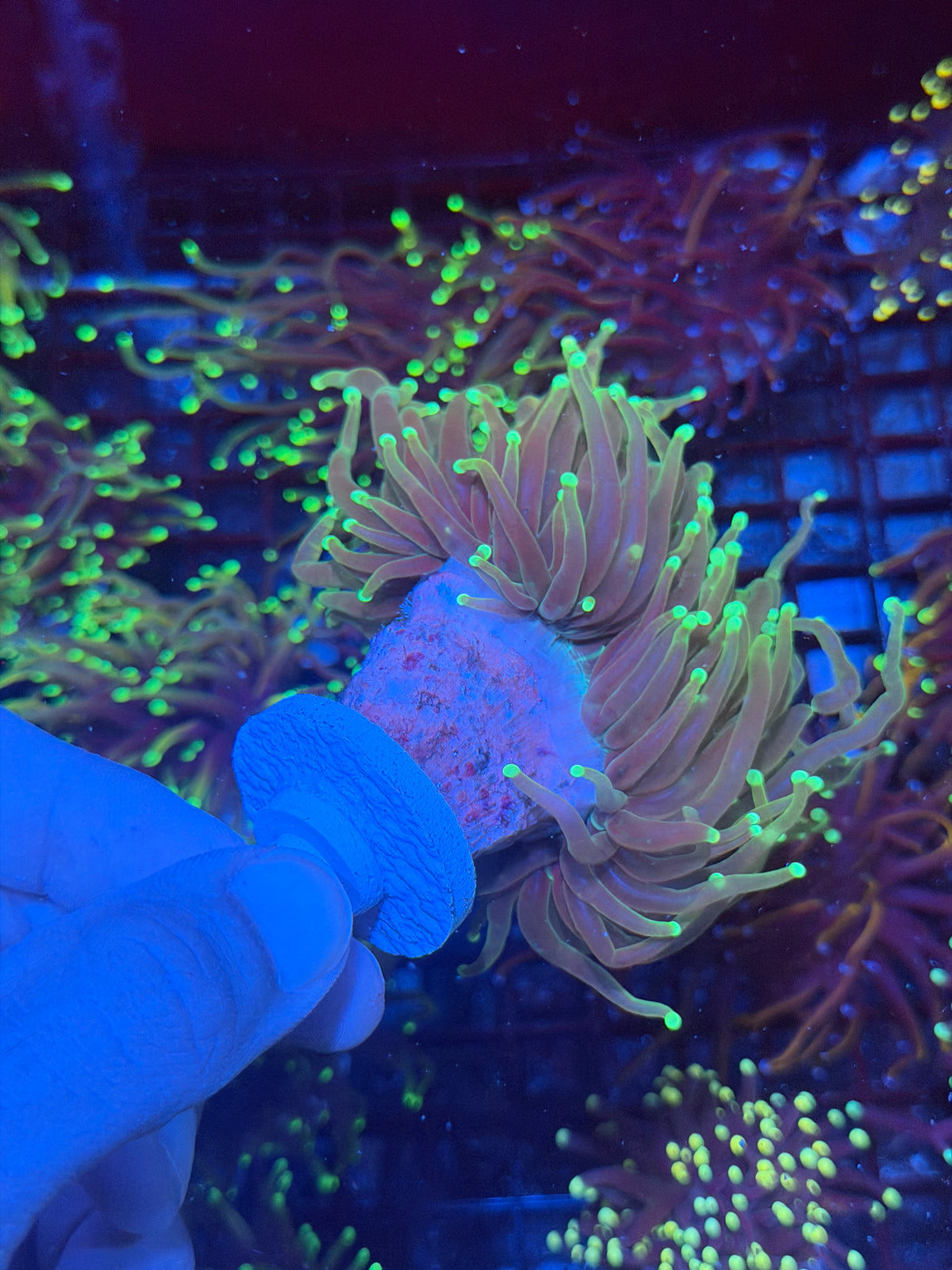 JEA 21 Tails Torch Coral 2 Heads Splitting XXL 9/28