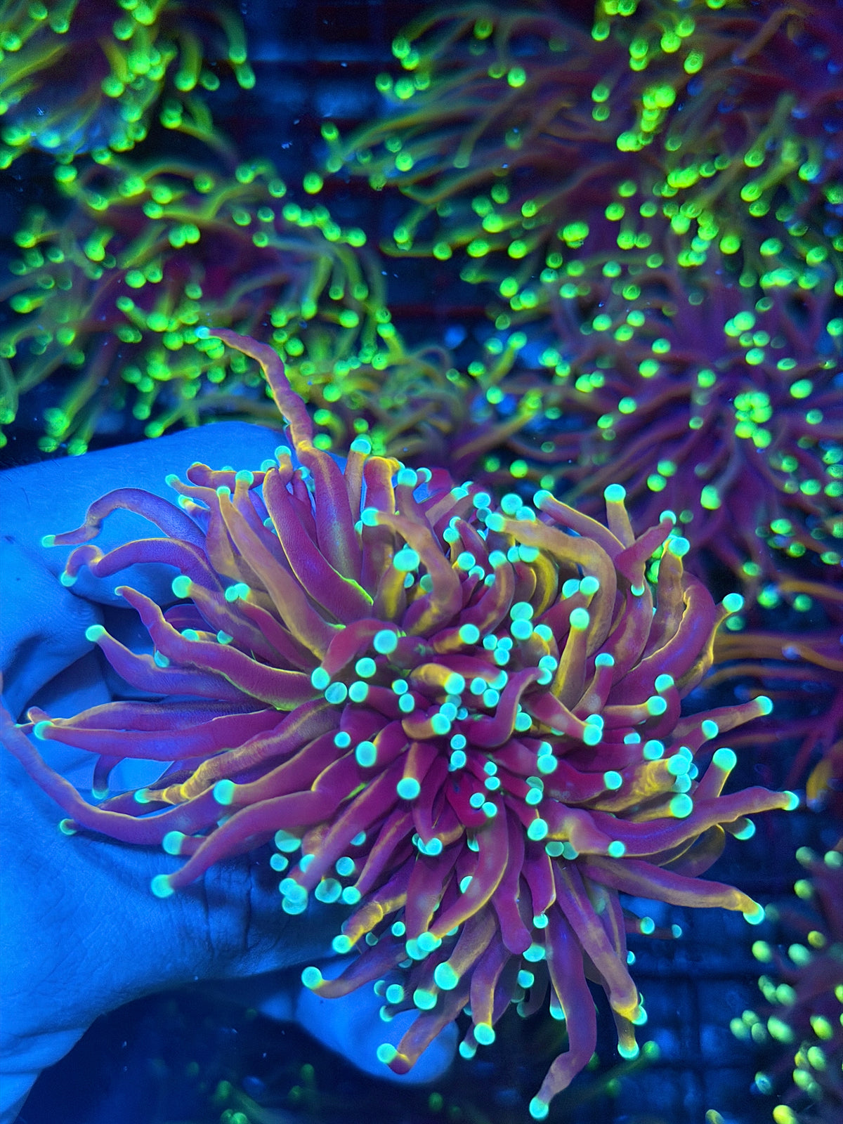 JEA Sub Zero Torch Coral 2 Heads Splitting XL 9/27