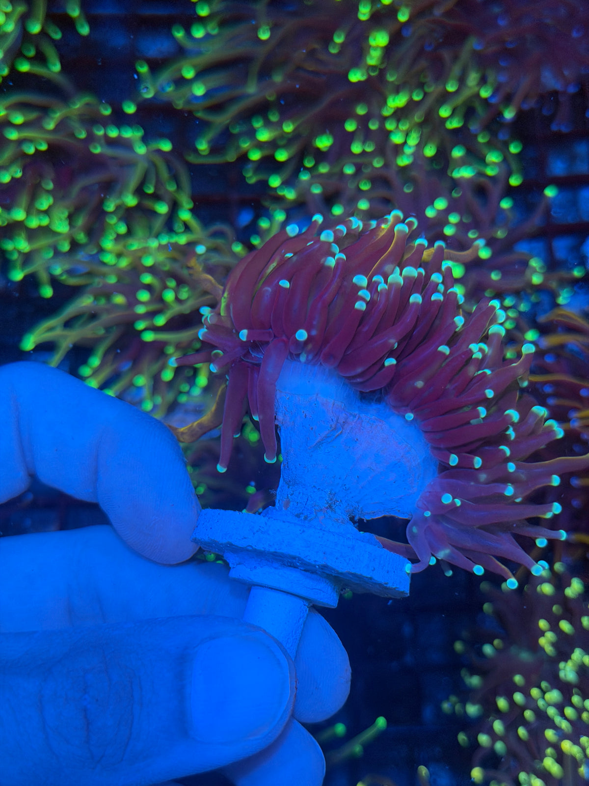 JEA Sub Zero Torch Coral 2 Heads Splitting XL 9/27