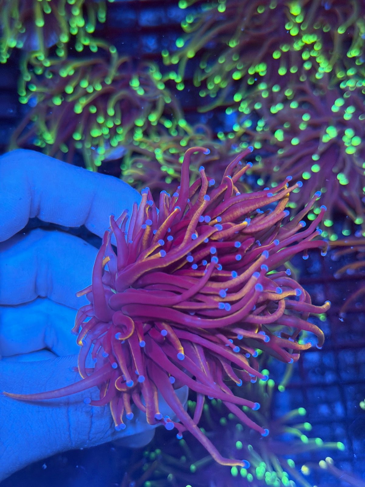 JEA Orange Peel Torch Coral 1 XL Head Splitting 9/28