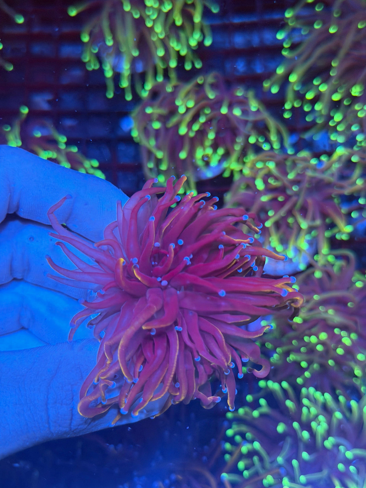 JEA Orange Peel Torch Coral 1 XL Head Splitting 9/27