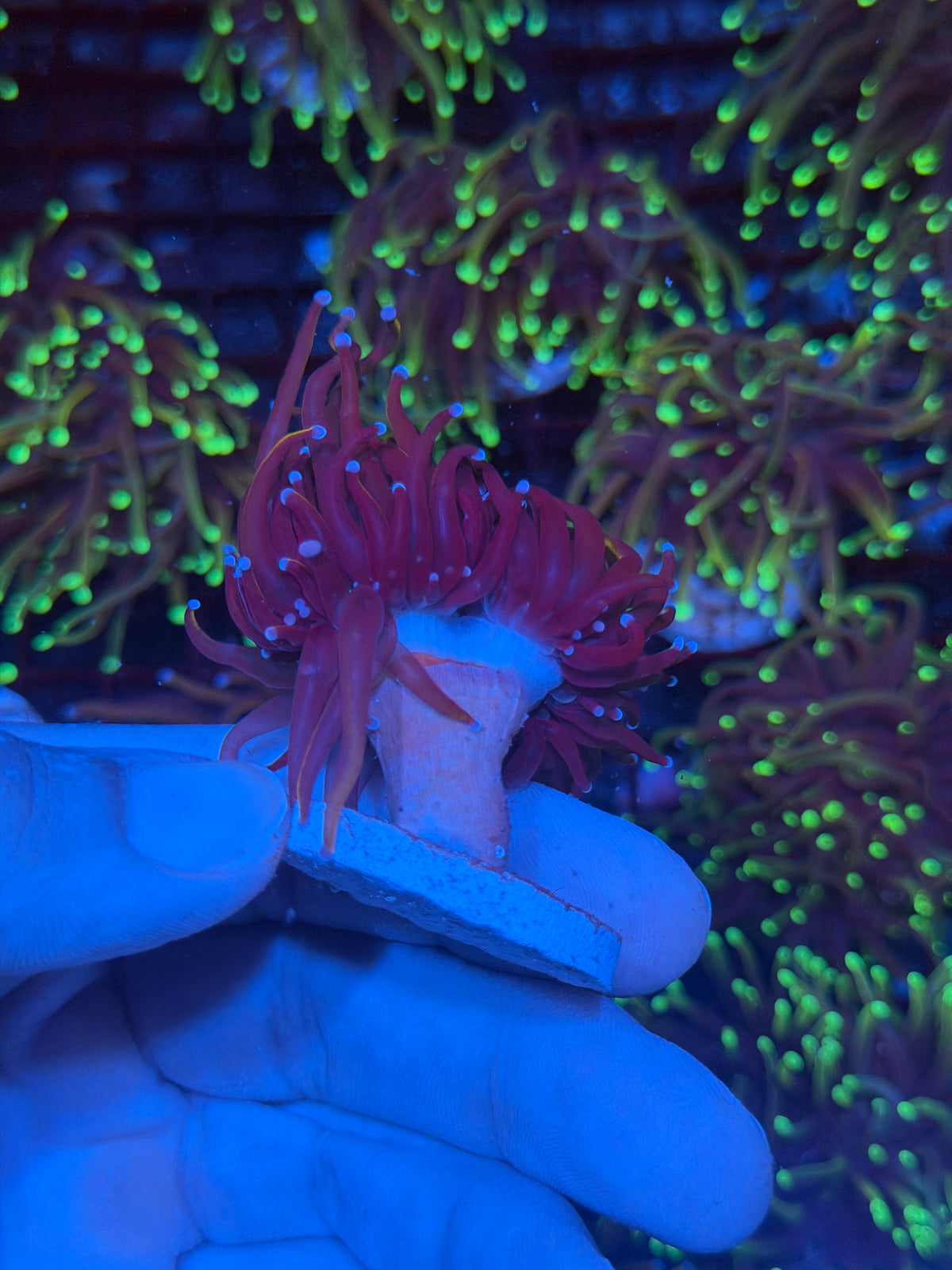 JEA Orange Peel Torch Coral 1 XL Head Splitting 9/27