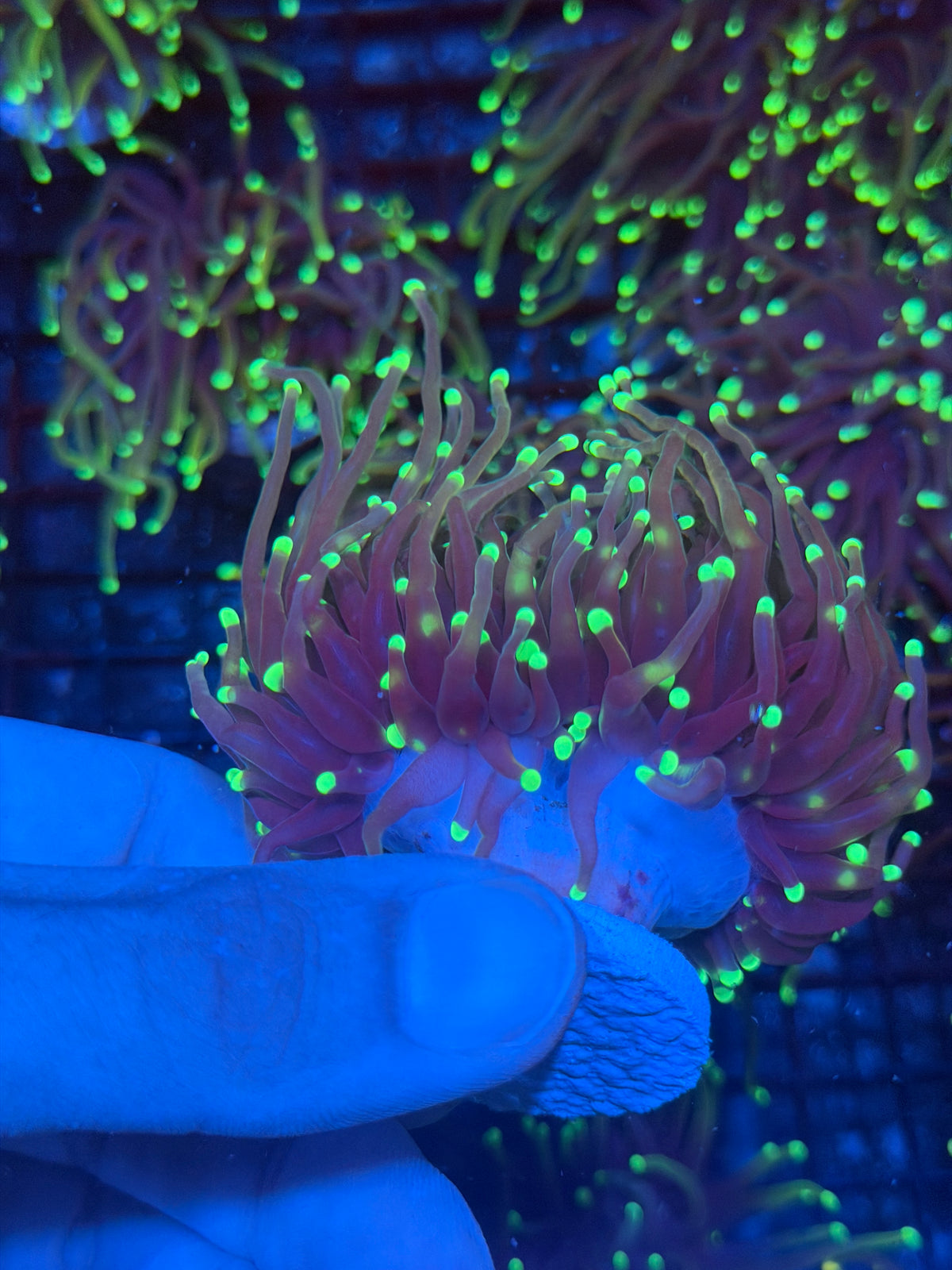 JEA Glostick Torch Coral 2 Heads Splitting XXL 9/28