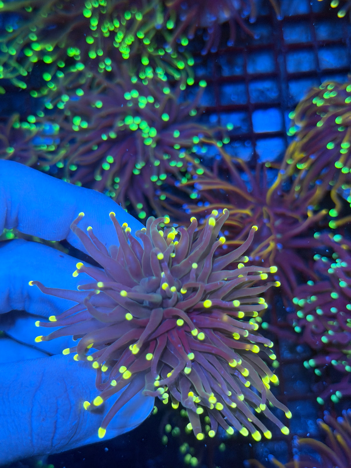 JEA Firefly Torch Coral 1 XL Head 9/28