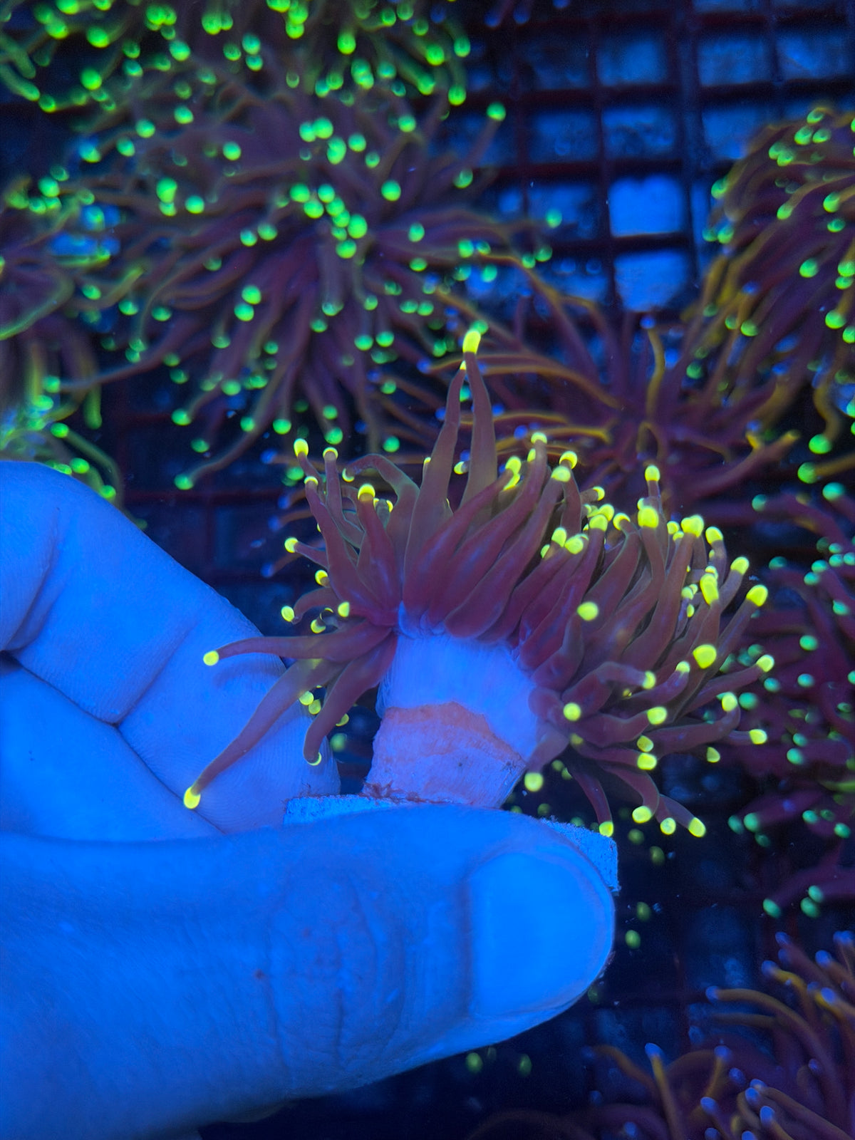 JEA Firefly Torch Coral 1 XL Head 9/28