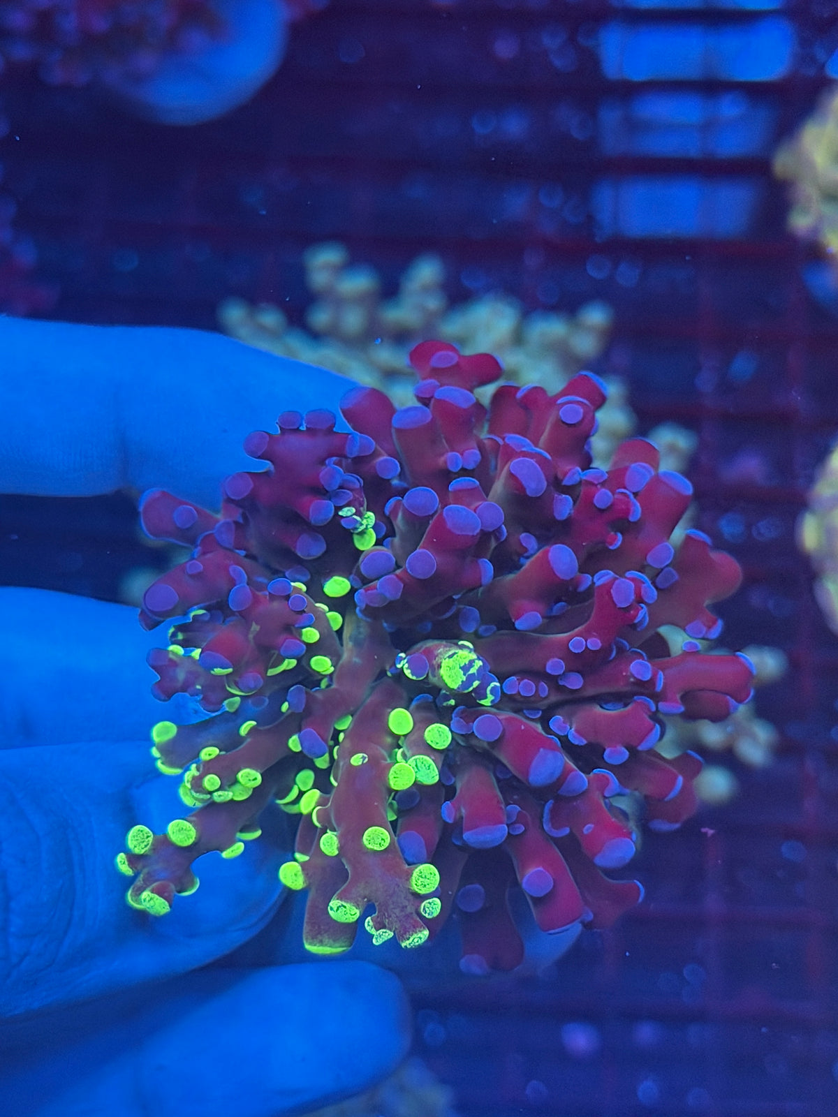 JEA 50/50 Grafted Mardi Gras Frogspawn XL