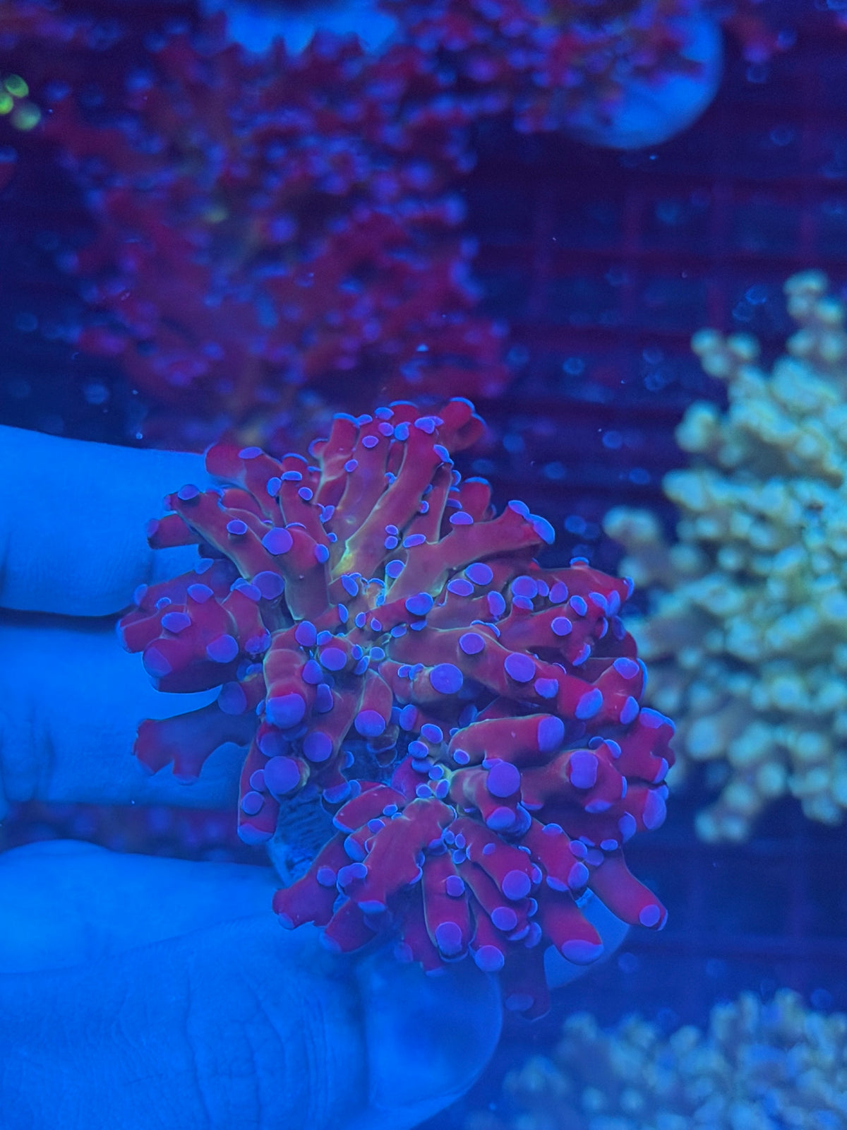 JEA Mardi Gras Frogspawn Coral 2 XL Heads 9/27