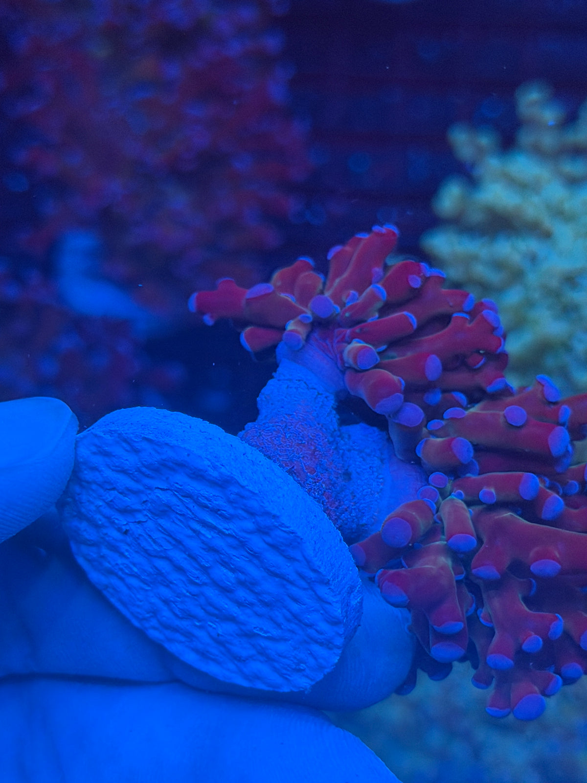 JEA Mardi Gras Frogspawn Coral 2 XL Heads 9/27
