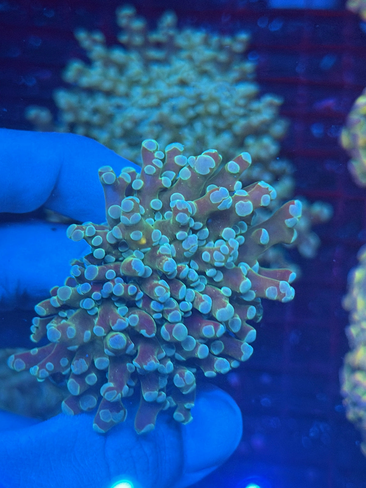 JEA Heisenberg Frogspawn Coral 1 XL Head Splitting 9/28