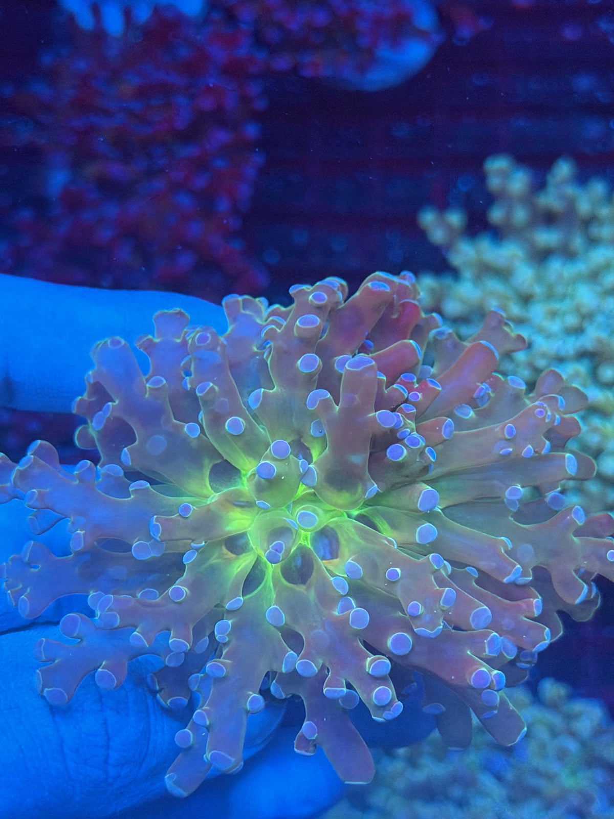 JEA Holy Relic Frogspawn Coral 1 XXL Head