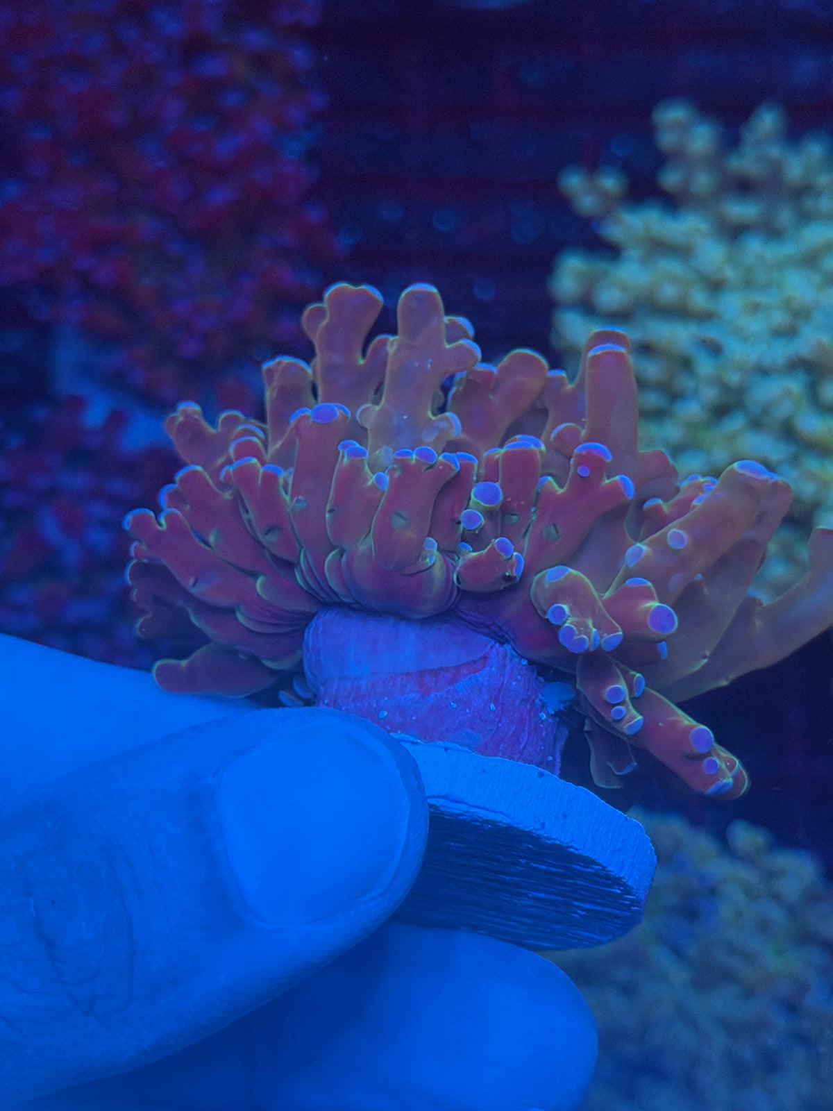 JEA Holy Relic Frogspawn Coral 1 XXL Head