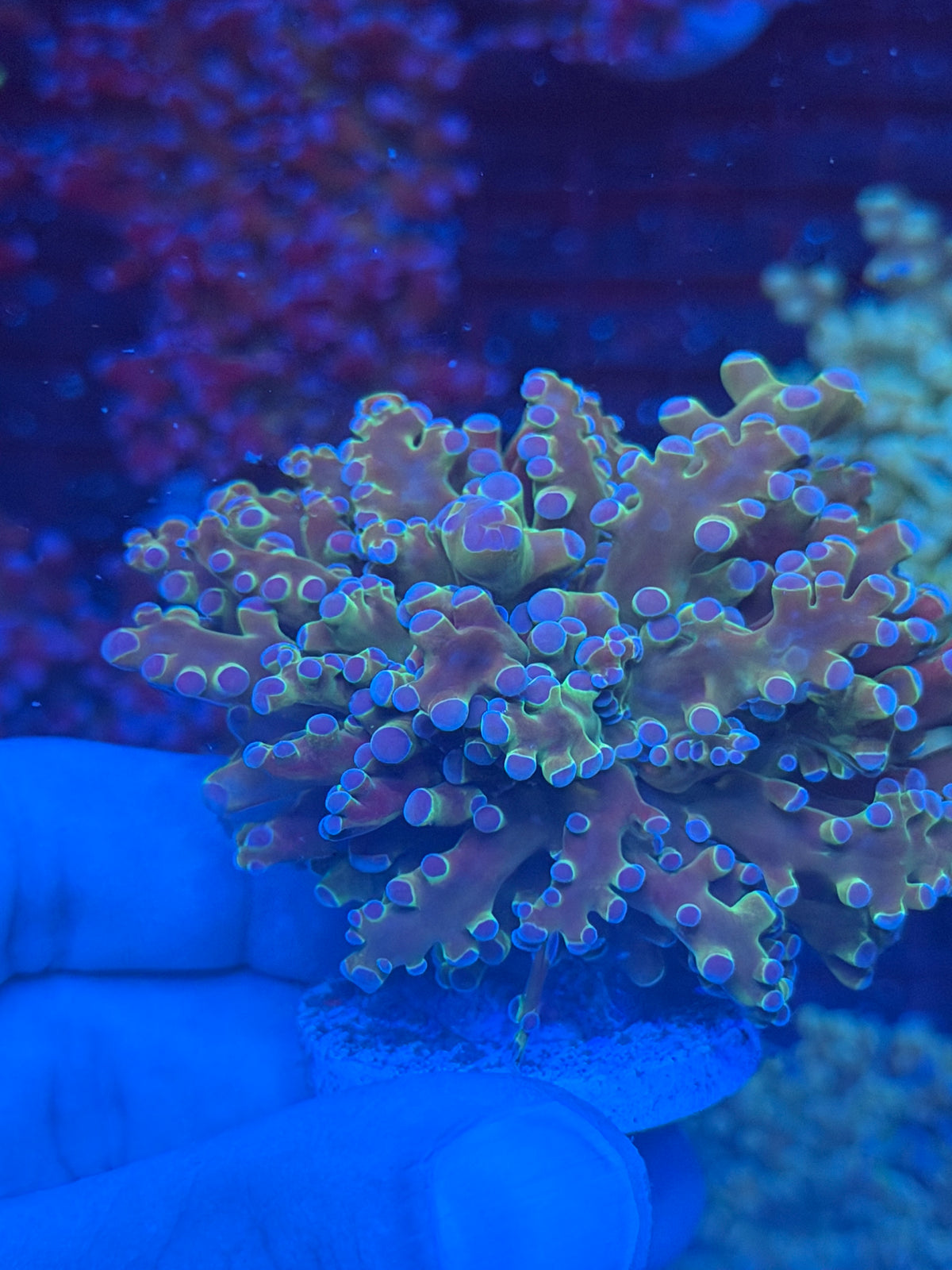 JEA Blue Magic Frogspawn Coral 1 XL Head 9/27