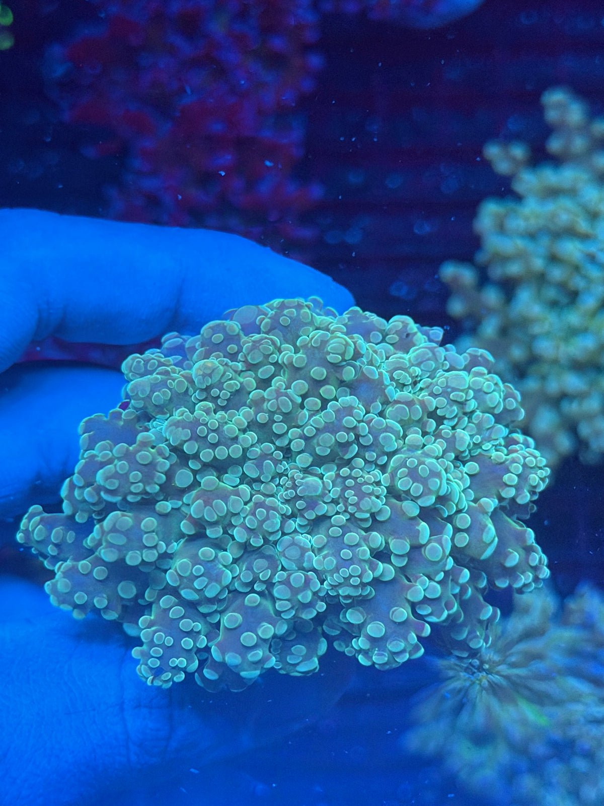 JEA Whitewalker Frogspawn Coral 1 XL Head Splitting