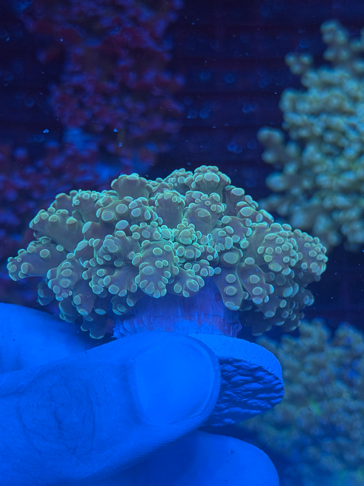 JEA Whitewalker Frogspawn Coral 1 XL Head Splitting