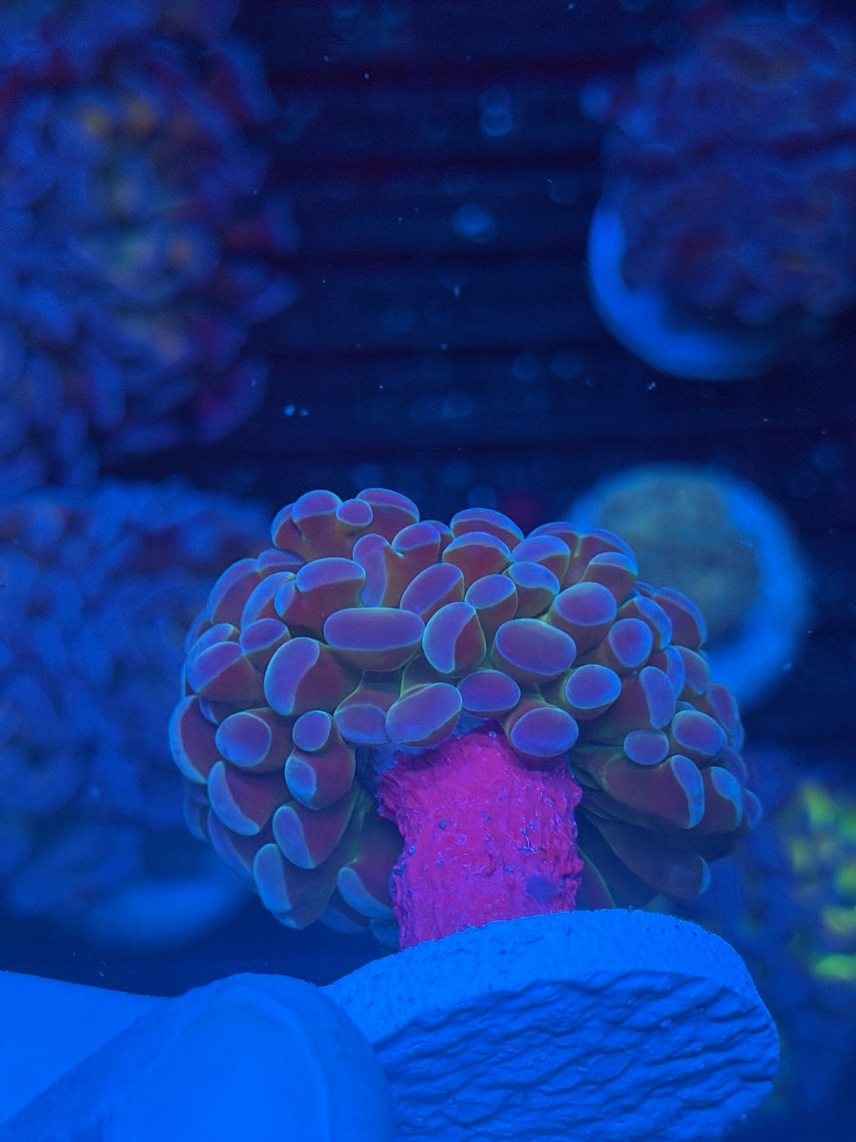 JEA Rainbow Blaster Hammer Coral 1 XL Head