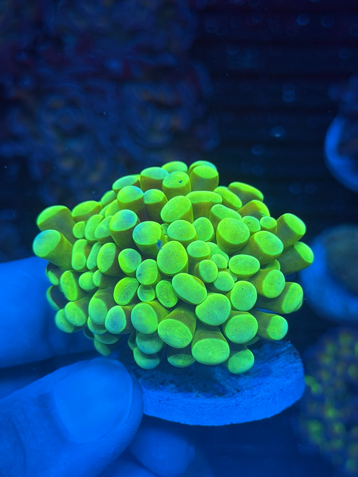 JEA Banana Hammer Coral True Yellow Aquacultured *Last Frag* 9/28