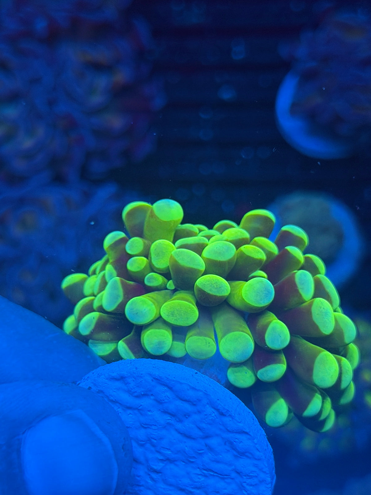 JEA Banana Hammer Coral True Yellow Aquacultured *Last Frag* 9/28