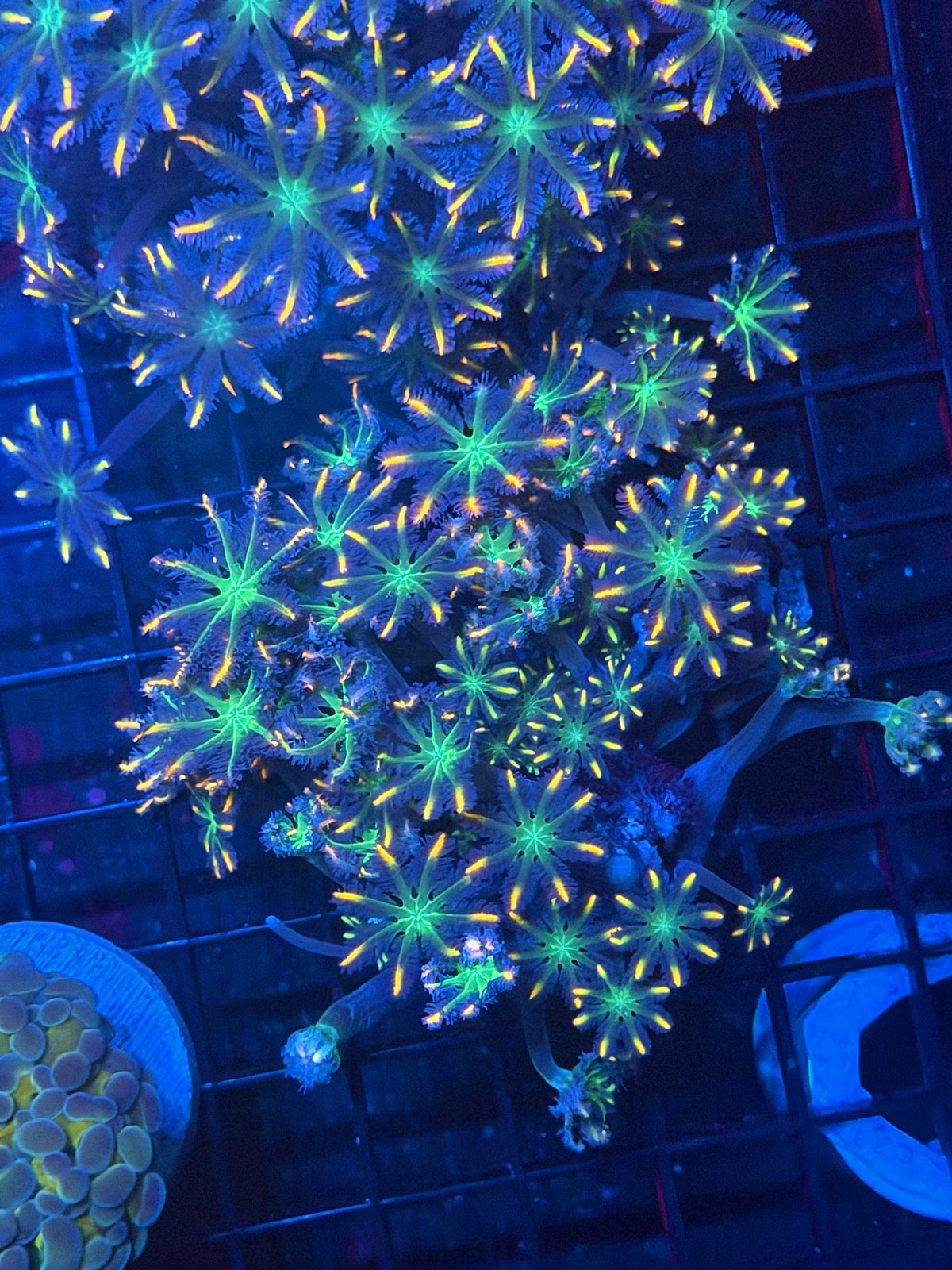 JEA Rainbow Clove Polyp Colony XL Bright 9/28