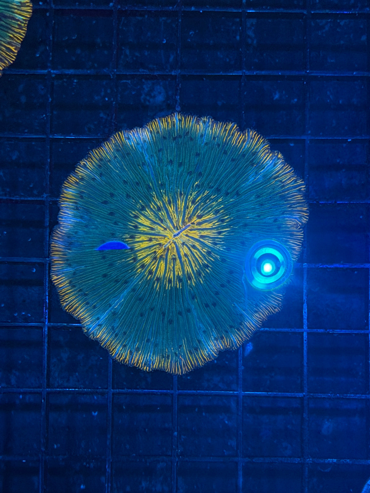 Rainbow Plate Coral 9/28