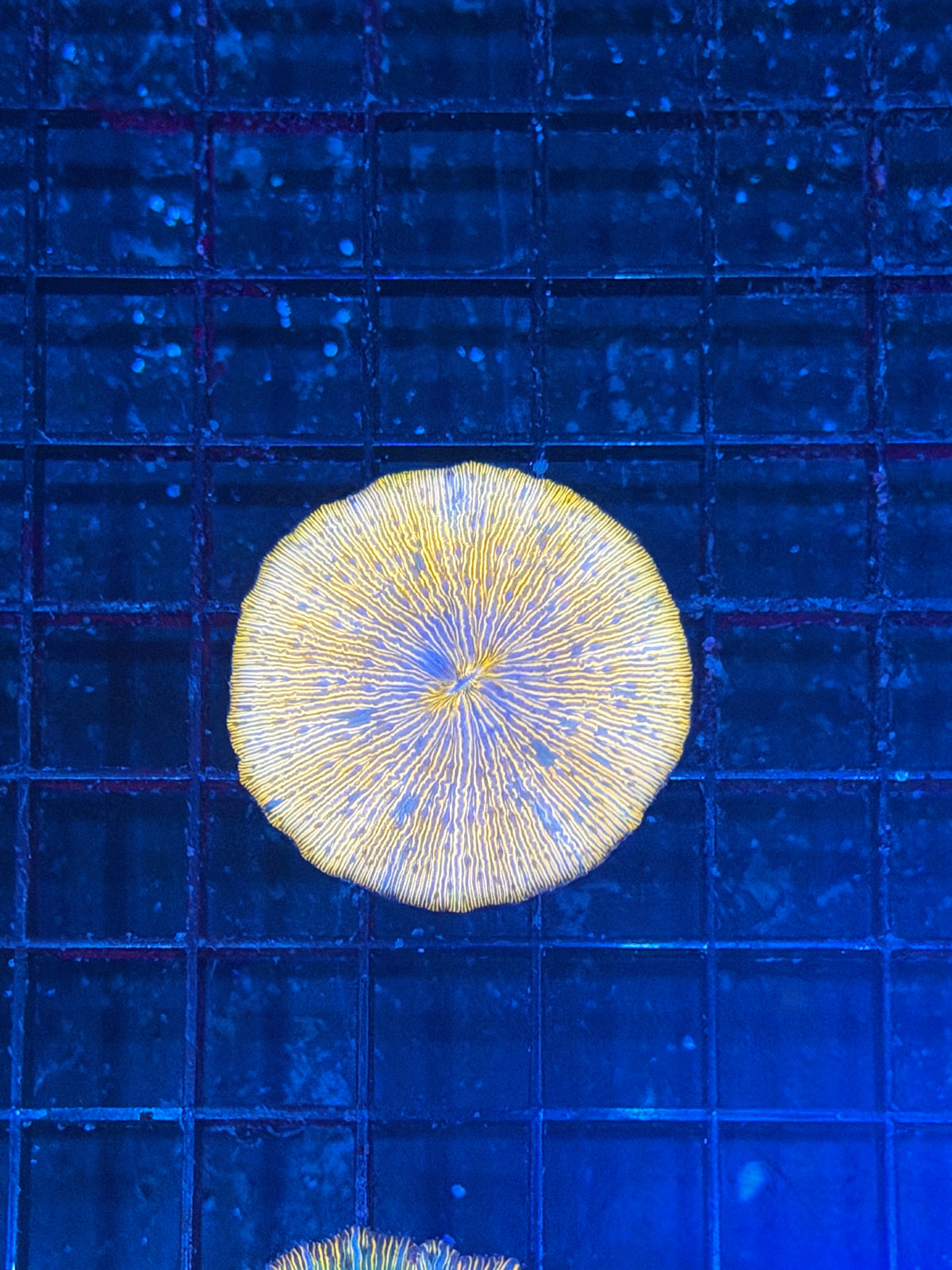 Multi Color Plate Coral 9/27