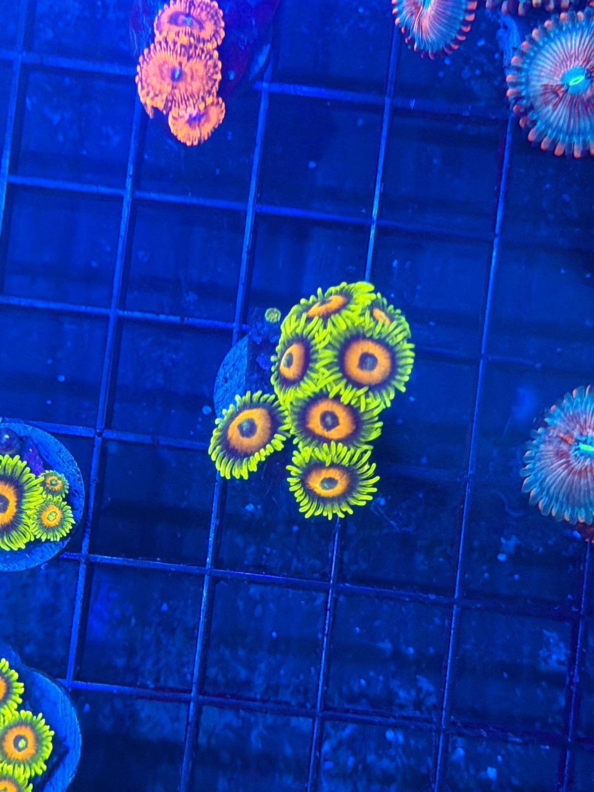 JEA Super Saiyan Zoanthid Coral 8 Polyps 9/27