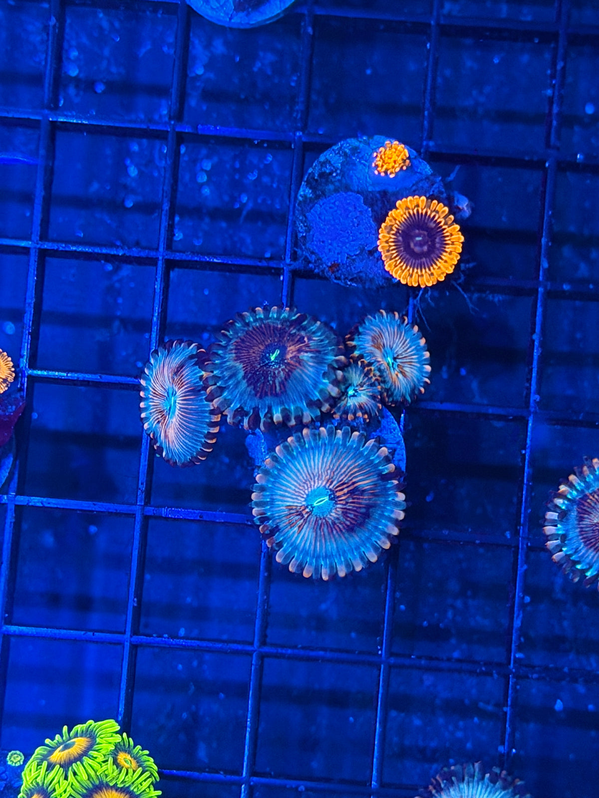 JEA White Zombie Zoanthid Coral Crazy Patterns! XL 9/28