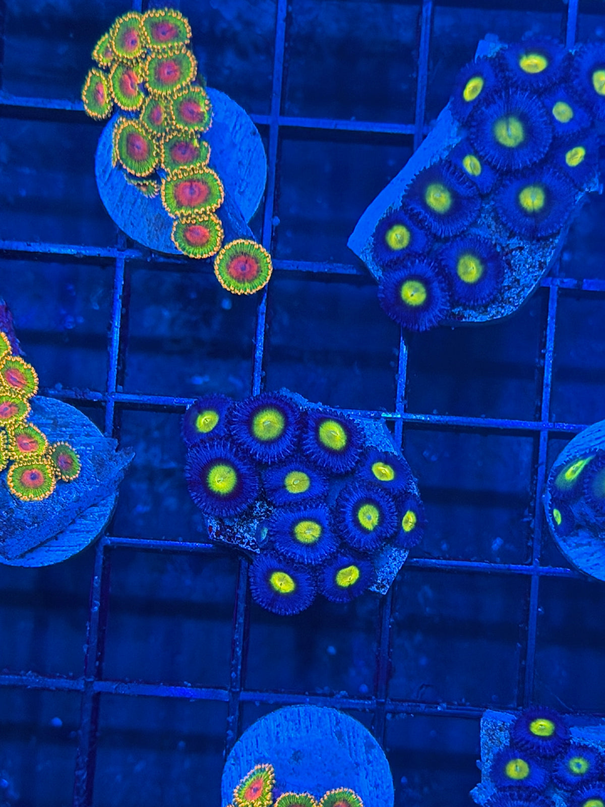 JEA AOI Zoanthid Coral Mini Colony 12 Polyps 9/27