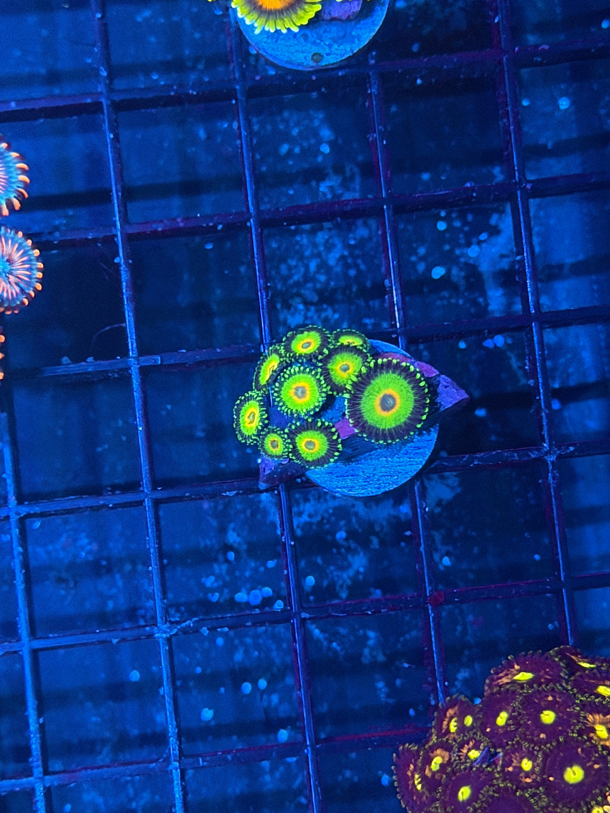 WWC Island Times Zoanthid Coral 10 Polyps Mini Colony XL 9/28