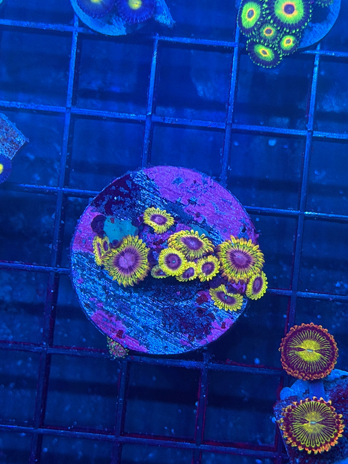 JEA Laffy Taffy Zoanthid Coral 11 Polyps Mini Colony BRIGHT 9/27
