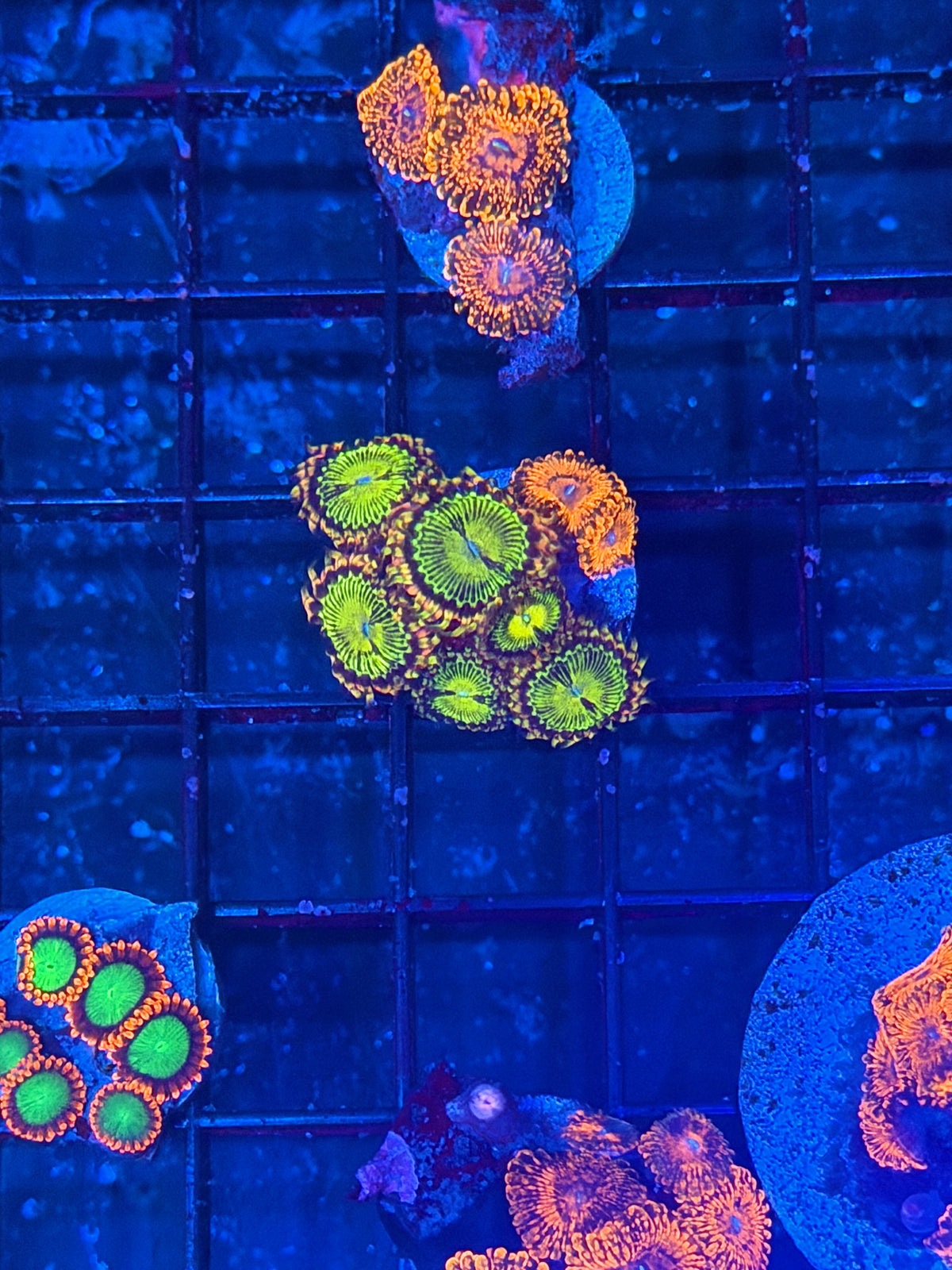 JEA Buttkisser Zoanthid Coral 7 Polyps + Darth Maul Combo 9/27