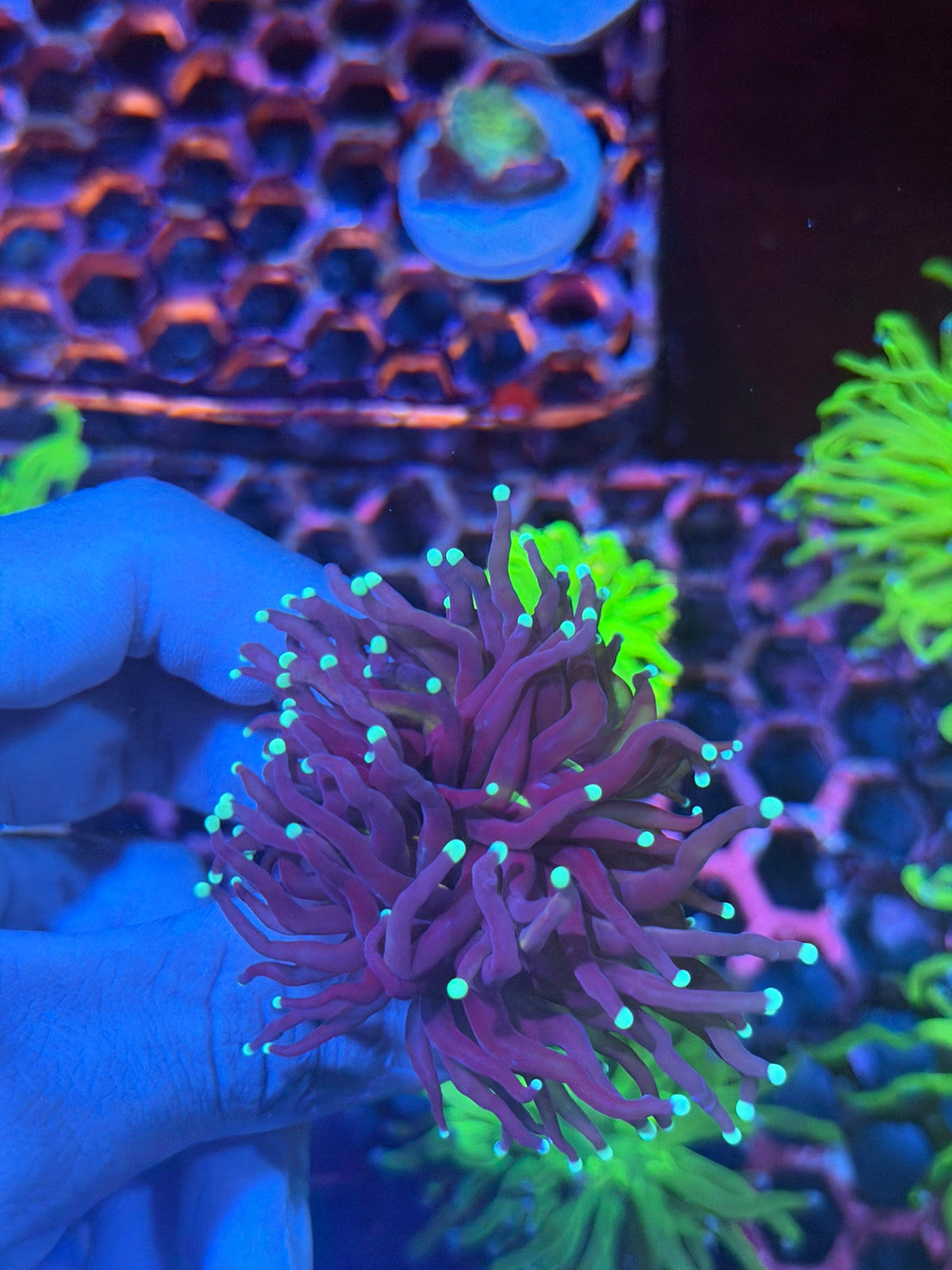 JEA Purple Tiger 2.0 Torch Coral 1 XL Head Aquacultured 9/28