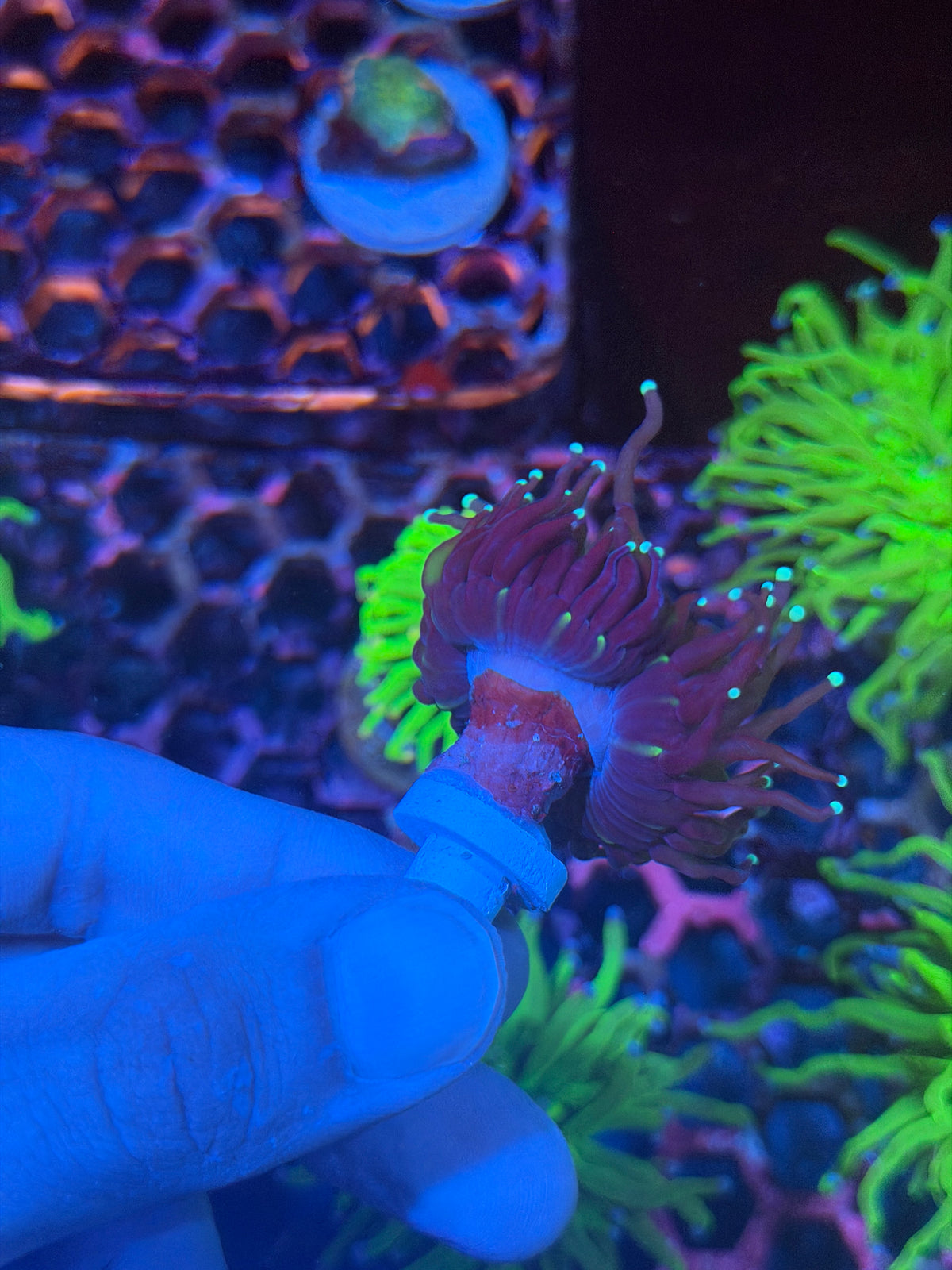 JEA Purple Tiger 2.0 Torch Coral 1 XL Head Aquacultured 9/28