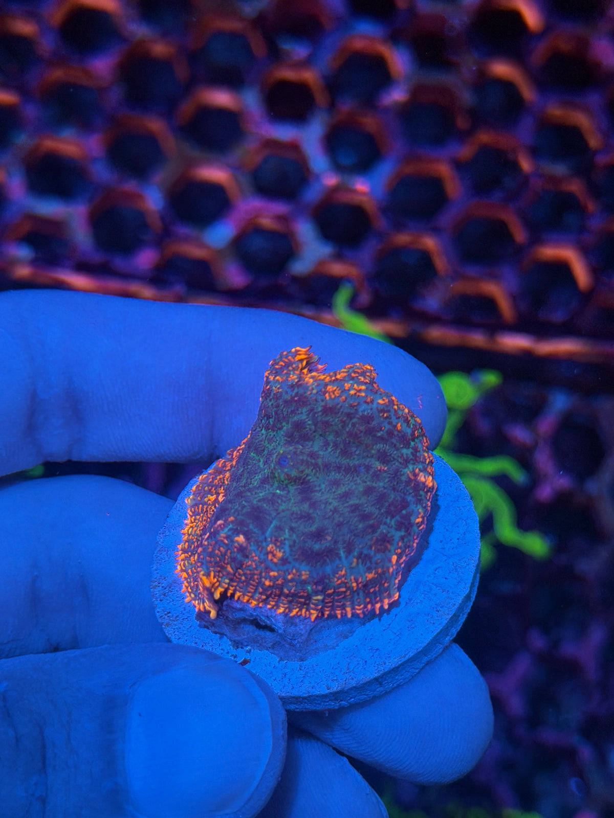 JEA Firestarter Mushroom Coral XL 9/27