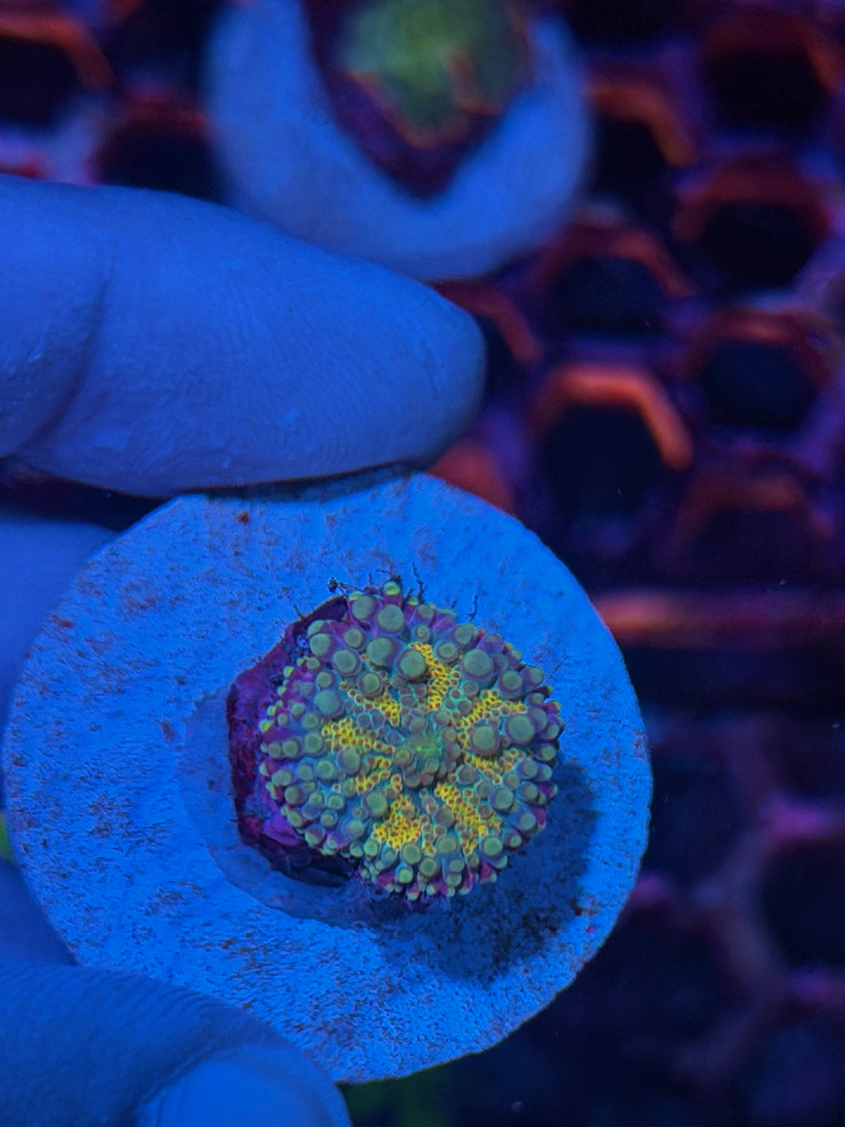 JEA Funkadelic Yuma Mushroom Coral 9/27