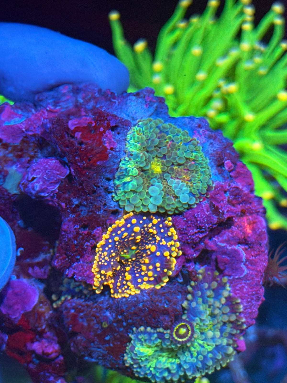 Multi Rainbow Yuma Mushroom Coral Colony 9/28