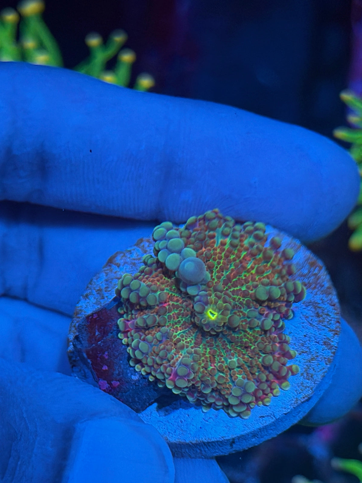 JEA Cosmic Eclipse Bouncing Yuma Mushroom Coral 9/28