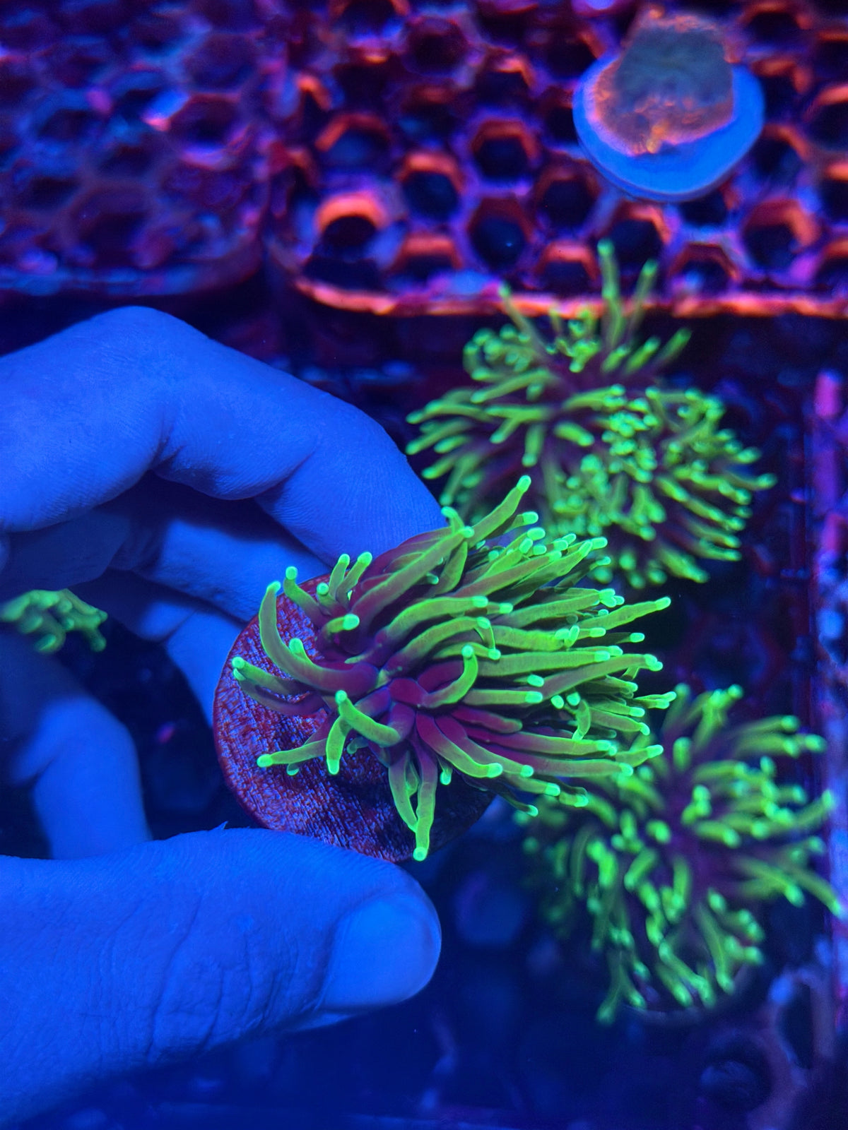 JEA Dragon Soul Torch Coral 1 XL Head 9/27