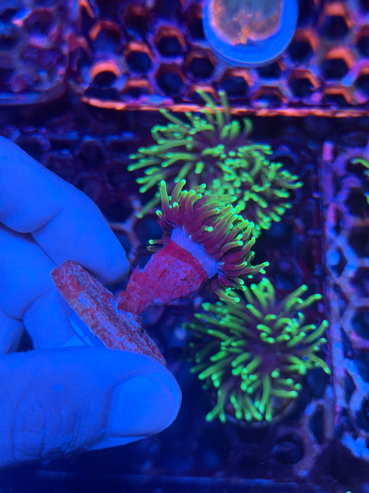 JEA Dragon Soul Torch Coral 1 XL Head 9/27