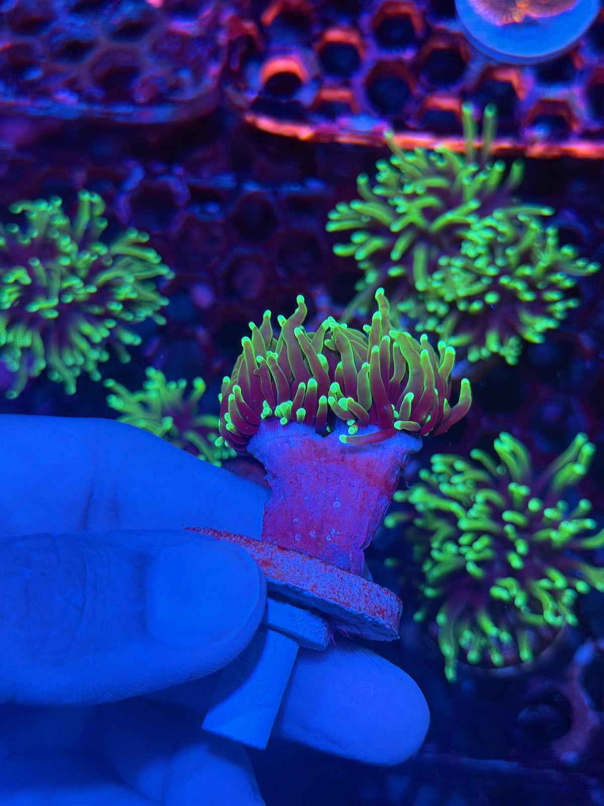 JEA Dragon Soul Torch Coral 2 Heads XL 9/28